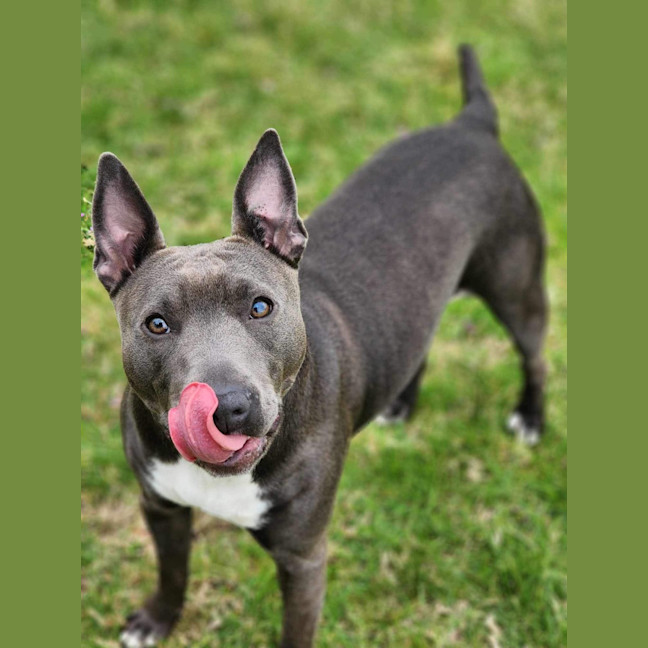 Photo of 🏏 Sharon Strzelecki 5432 🏏