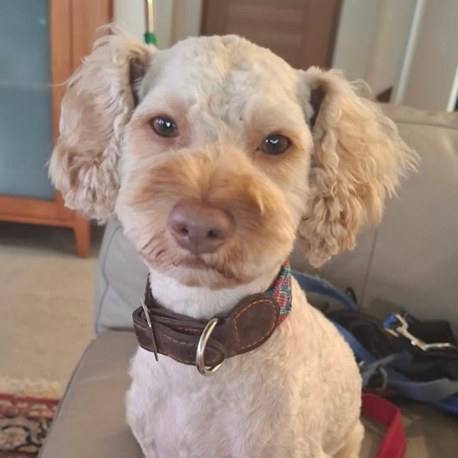 Photo of Bailey 🩵