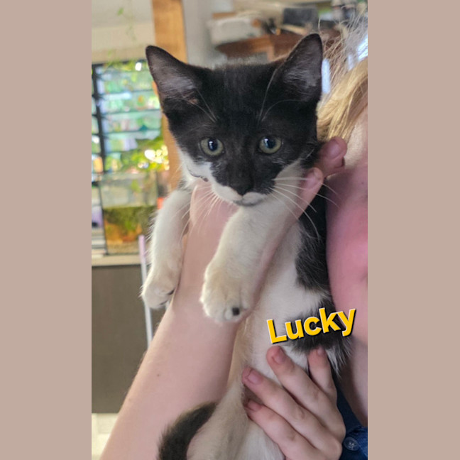 Photo of Lucky