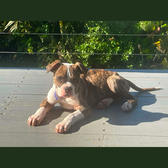 Photo of Ralph   12 Week Old American Bulldog X