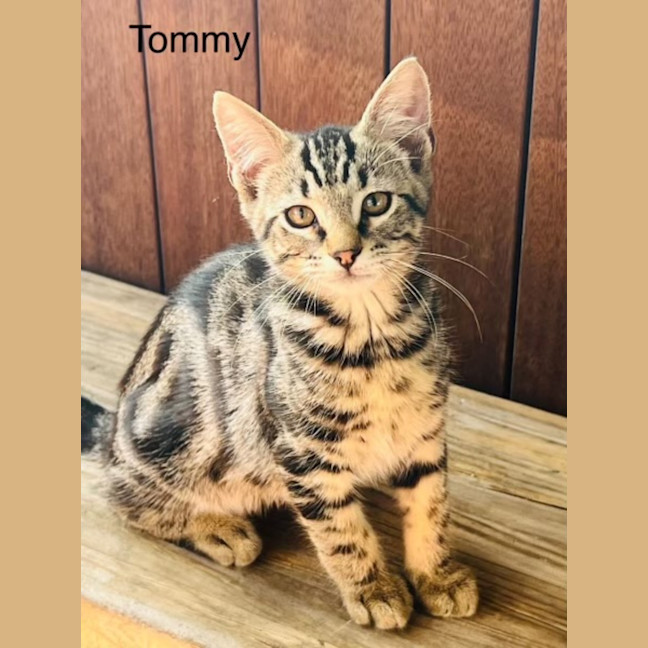 Photo of Tommy