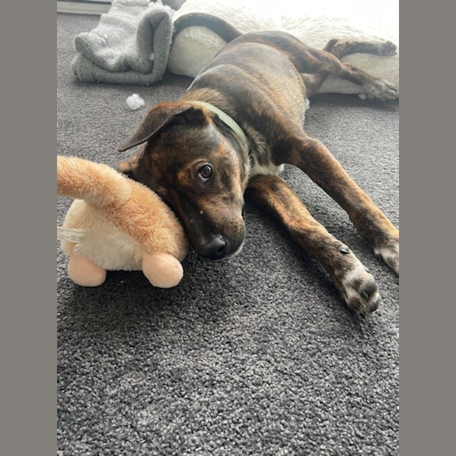 Photo of Kahu