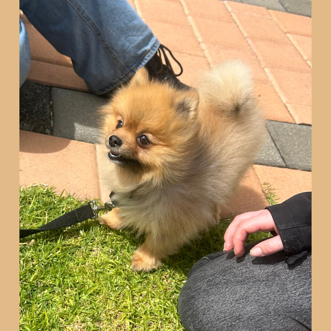 Photo of Joey