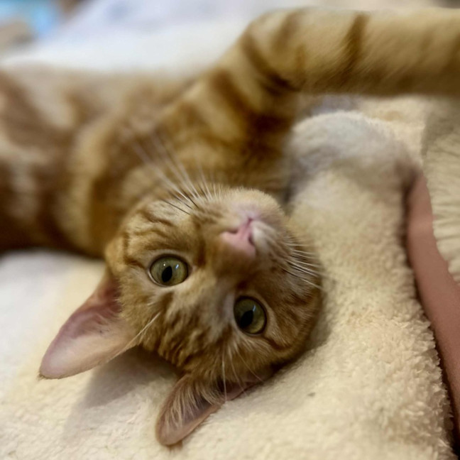 Photo of Saffron   In Foster Care In Doreen