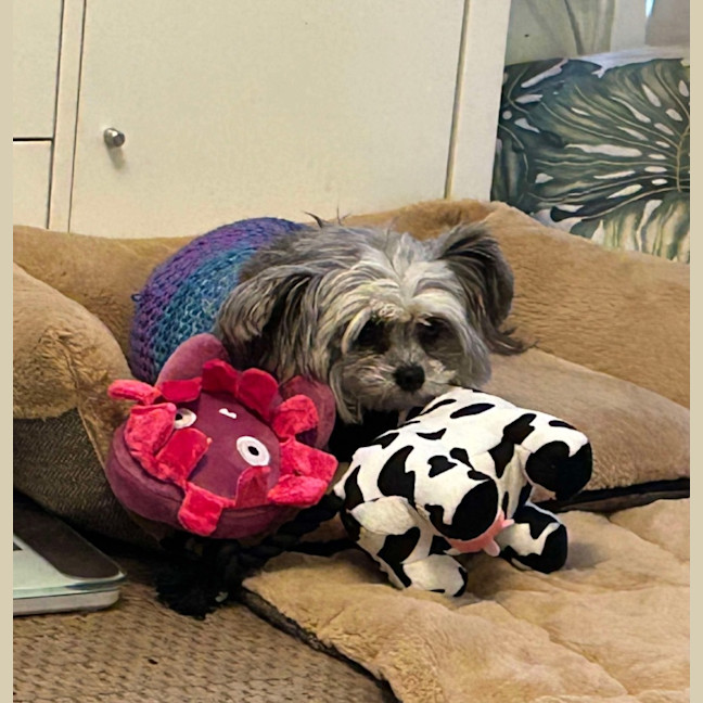 Photo of Lamington