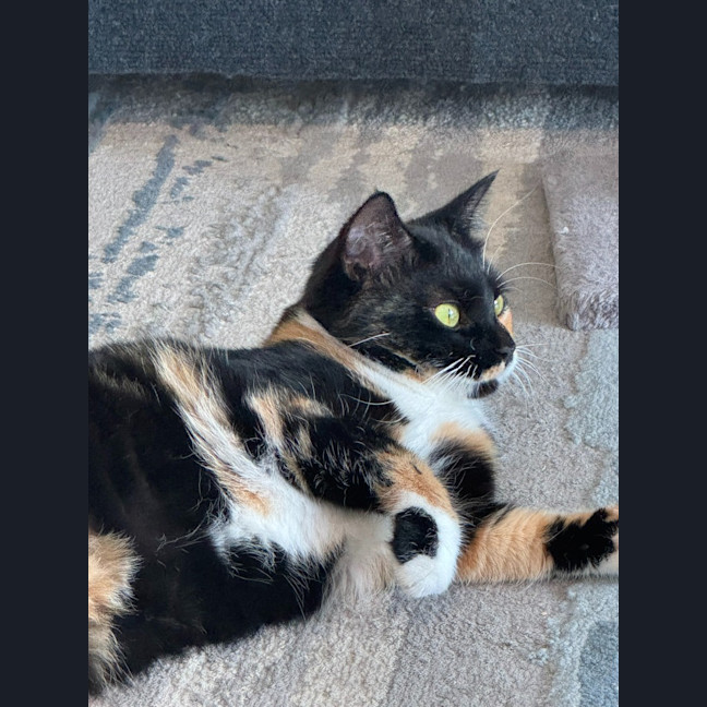 Photo of Gilly Bunny