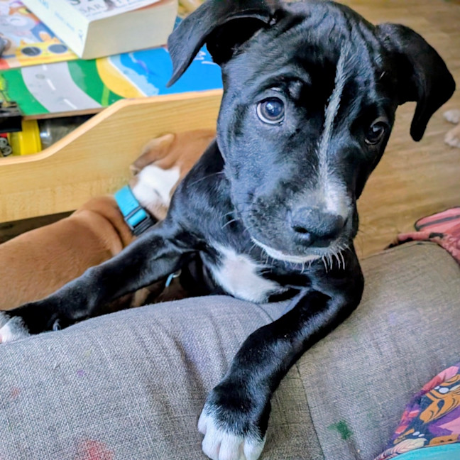 Photo of Amelia