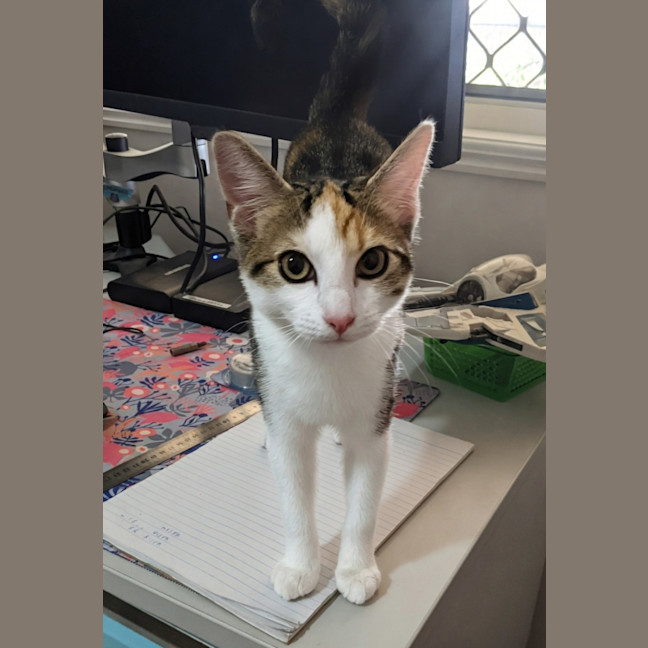 Photo of Honey