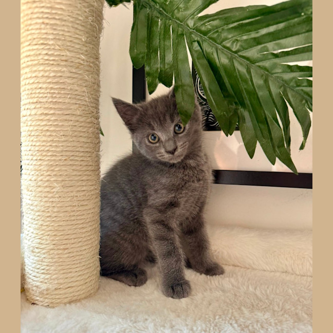 Photo of Little Foot