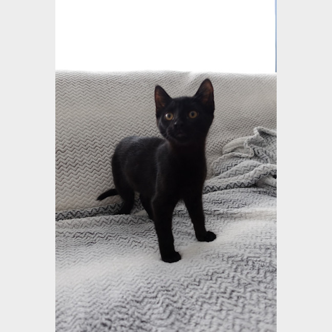 Photo of Ninja