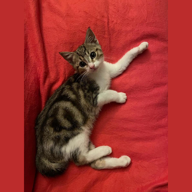 Photo of Foxy