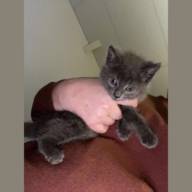 Photo of Pebbles