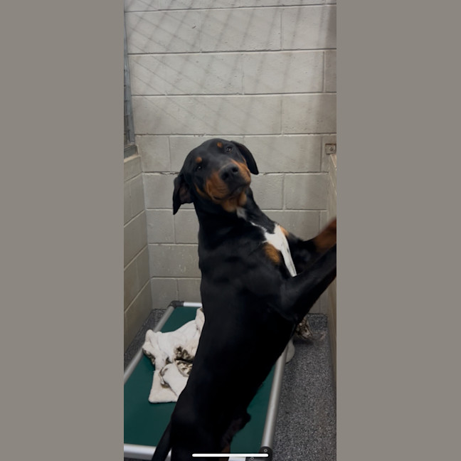 Photo of Smiley Pete