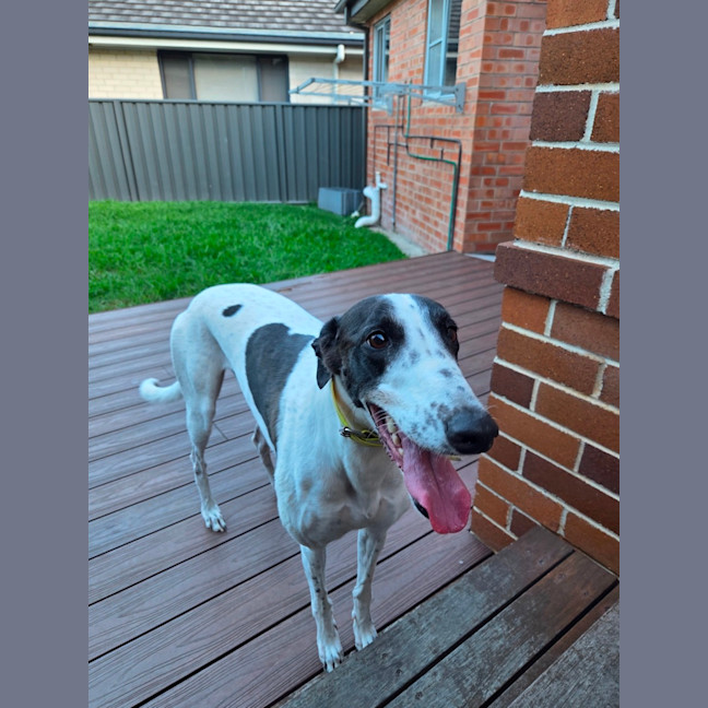 Photo of Panda, The Greyhound