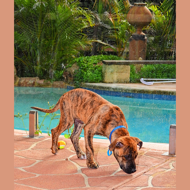 Photo of Geronimo