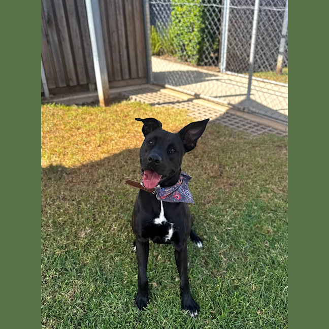 Photo of Trixie