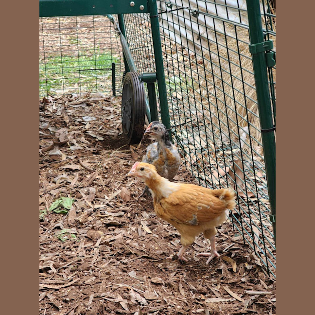 Photo of 🏀 Buck 6062 🏀