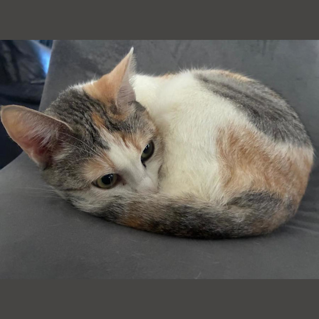 Photo of Daisy