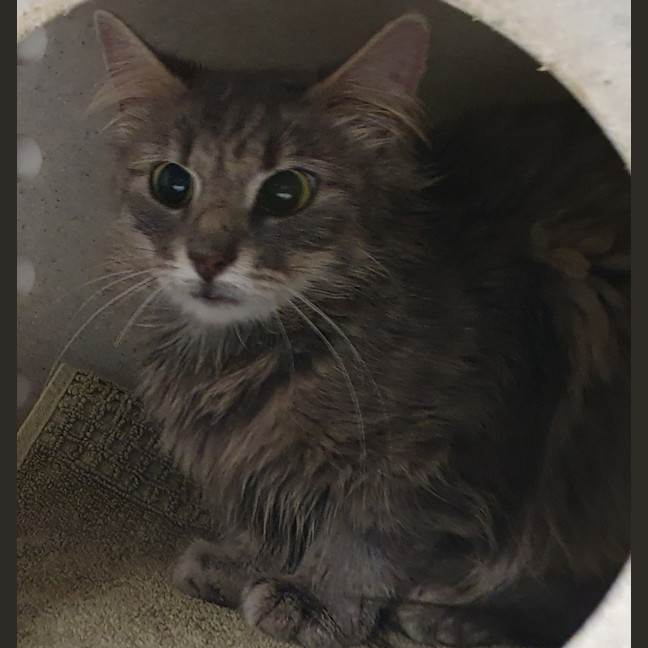 Photo of Lady Penelope