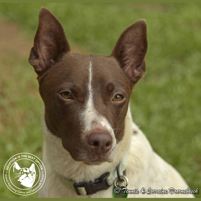 Photo of Koda