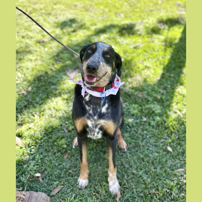 Photo of Luxi *$250 Adoption Fee*