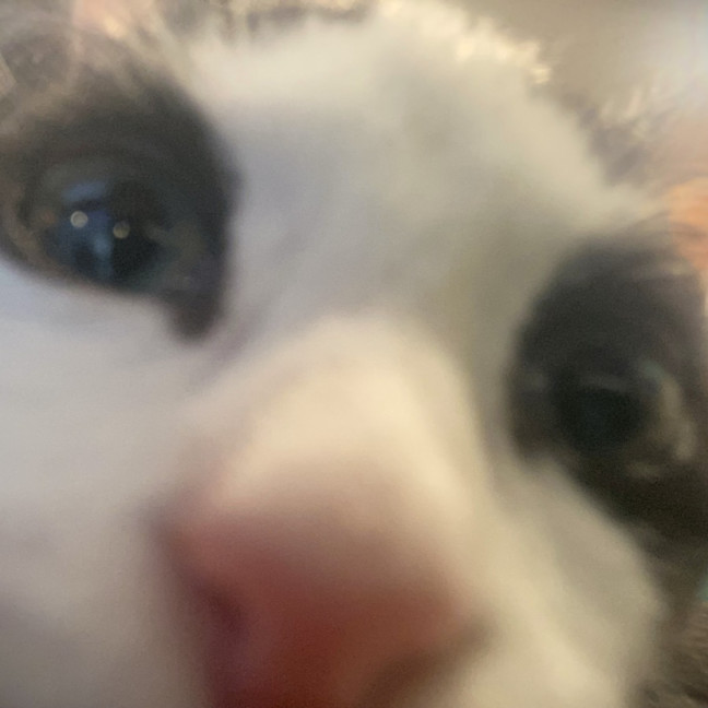 Photo of Puffin