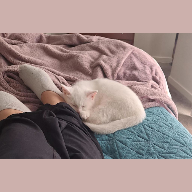 Photo of Chantilly (Was Sprinkles)