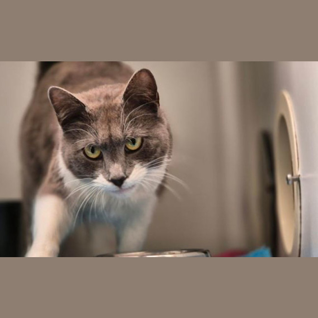 Photo of Kit Kat