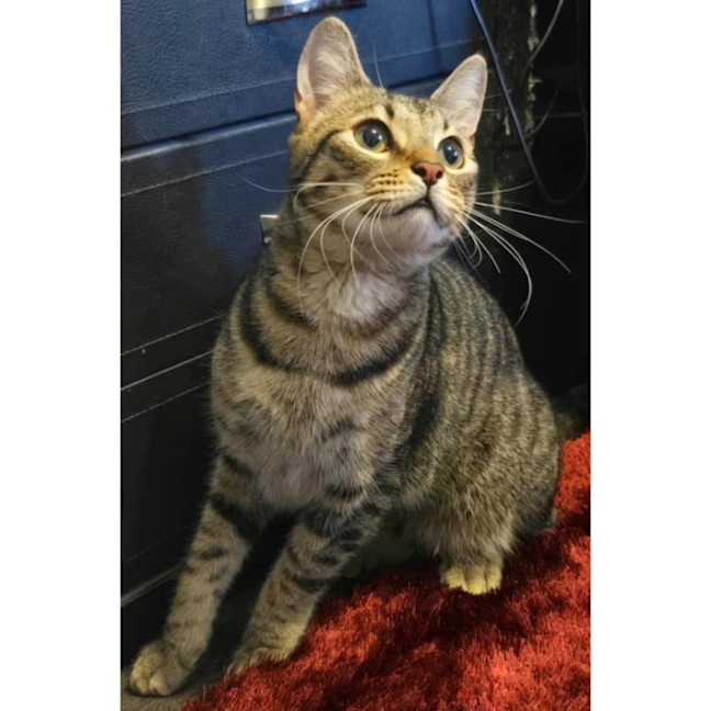 Photo of 10732   Tobius