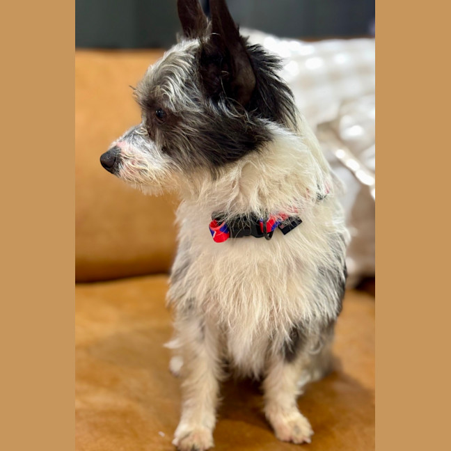 Photo of Bertie