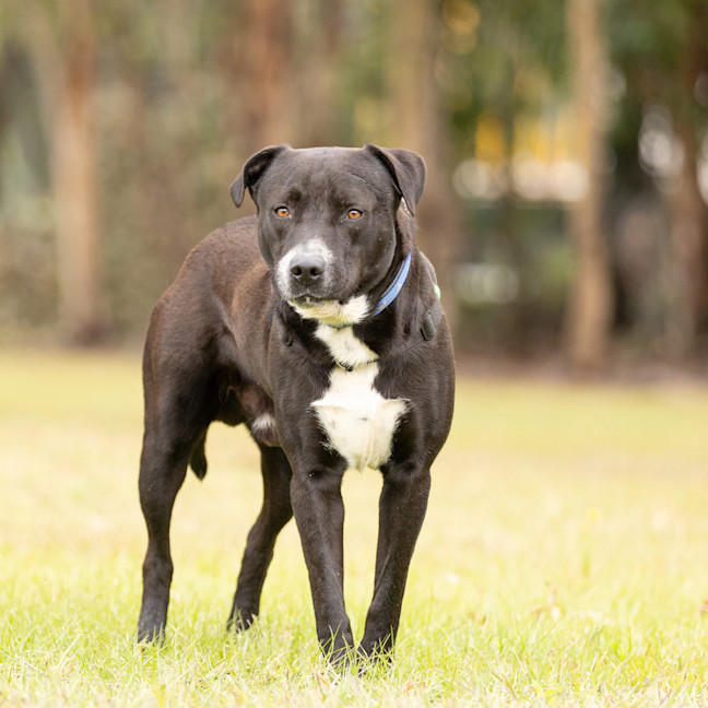 Photo of Whiskey