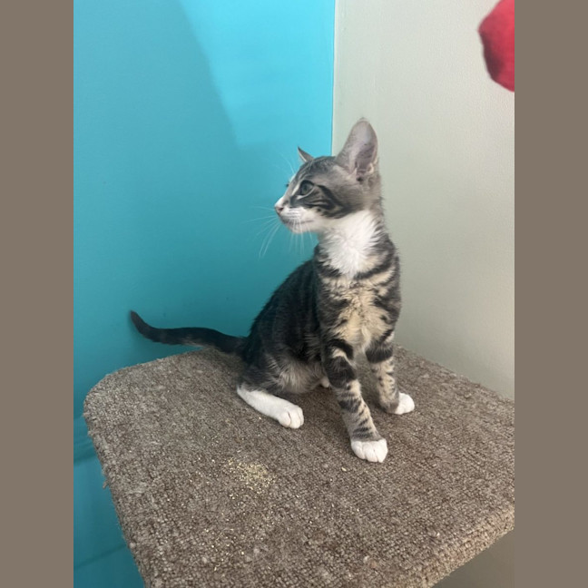 Photo of Cheeto   Now At Pet Quarters Rutherford