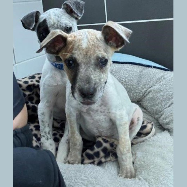 Photo of Coco   13 Week Old Cattle Dog X(trial)