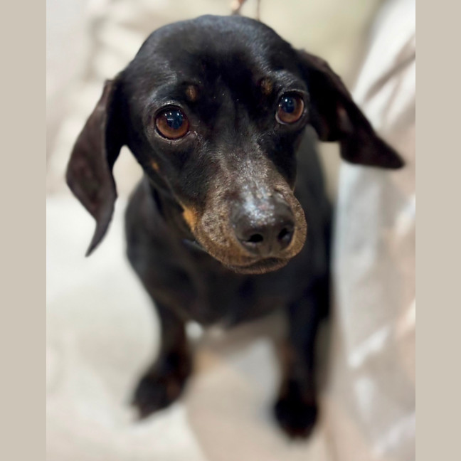 Photo of Chilli
