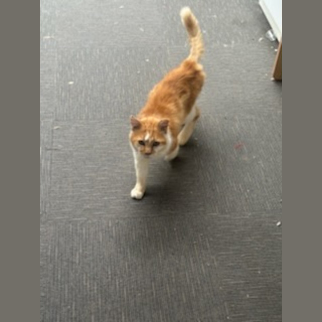 Photo of Ginge * 9 Lives Project Rescue*