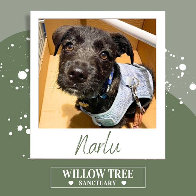 Photo of Narlu 