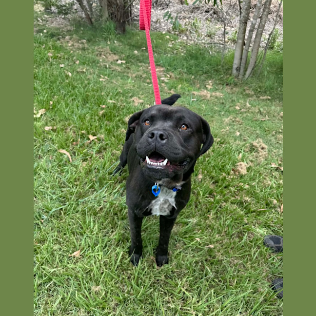 Photo of Major *$350 Adoption Fee*