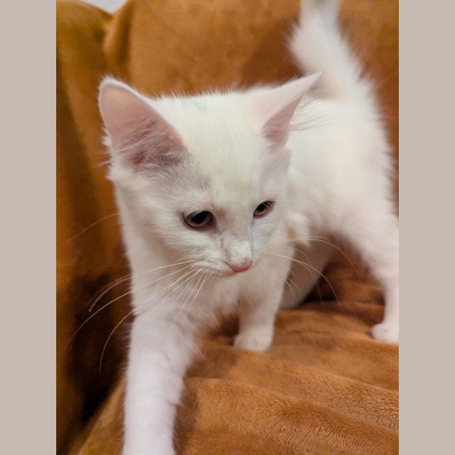 Photo of Snowflake 