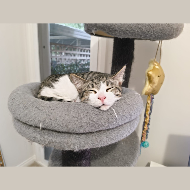 Photo of Purrcy