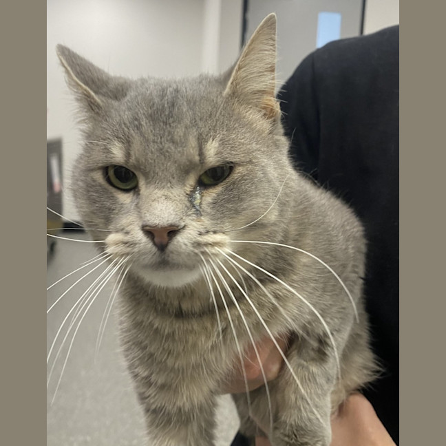 Photo of Purring Percy