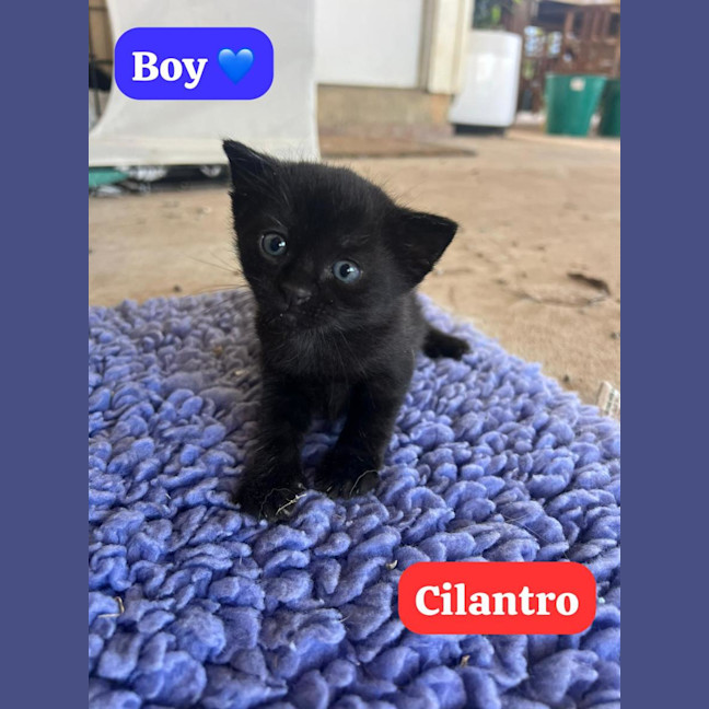 Photo of Cilantro