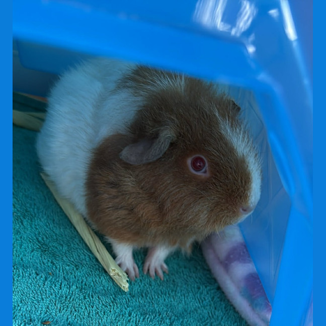 Photo of Colette / Belle