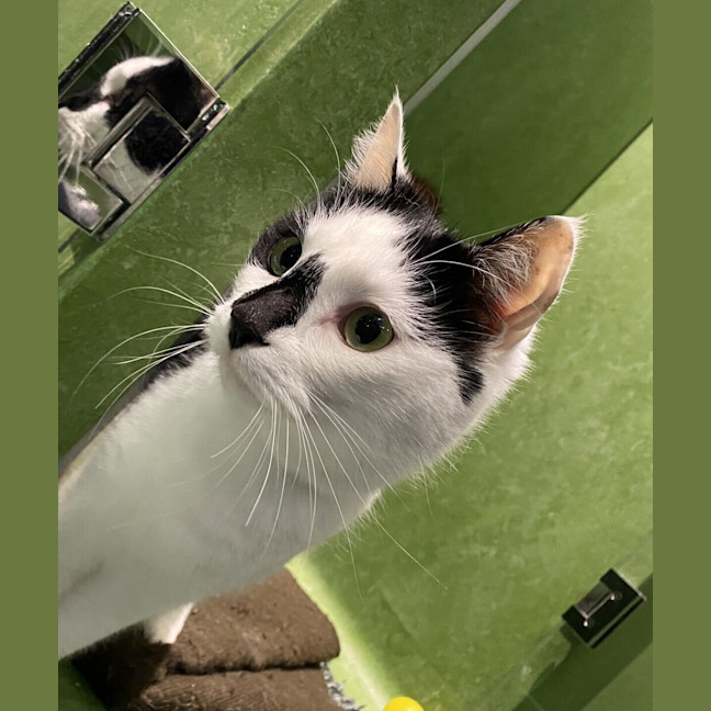 Photo of Felix