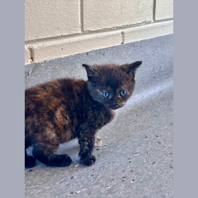 Photo of Blossom 🧡