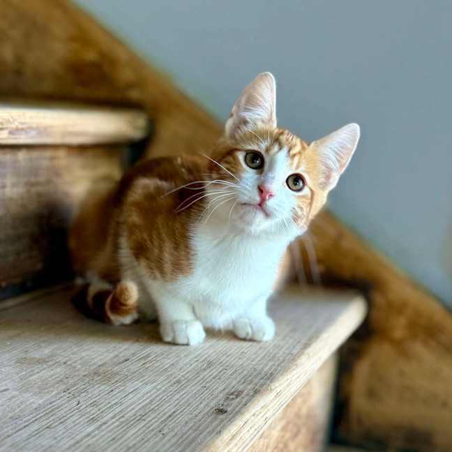 Photo of Chipmonk   Located In Templestowe 
