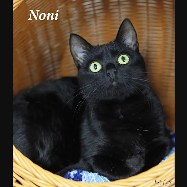 Photo of Noni