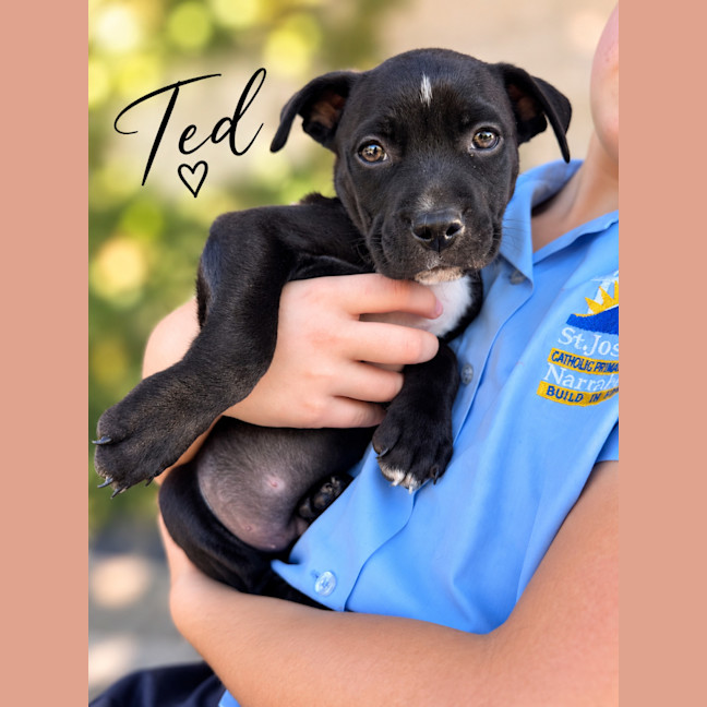 Photo of Ted