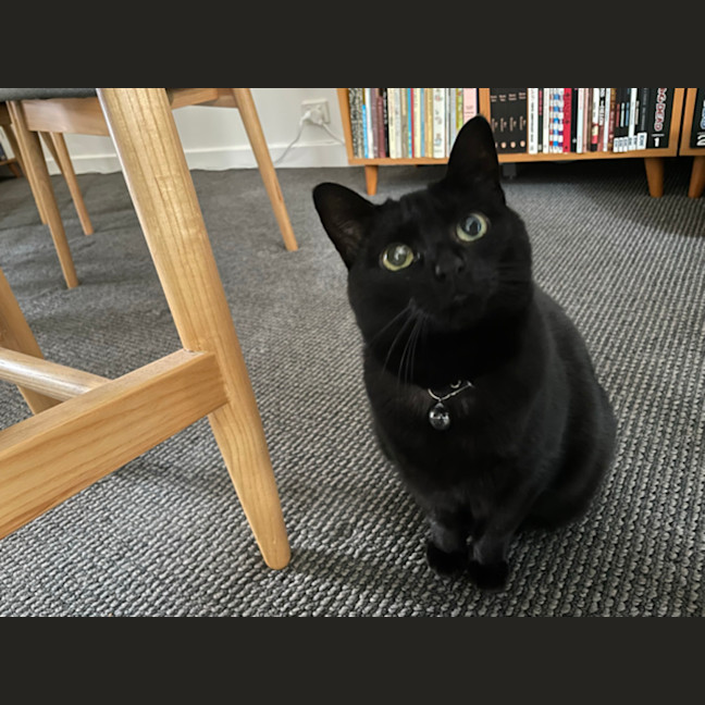 Photo of Nyx