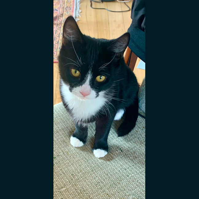 Photo of Oreo And Panda 