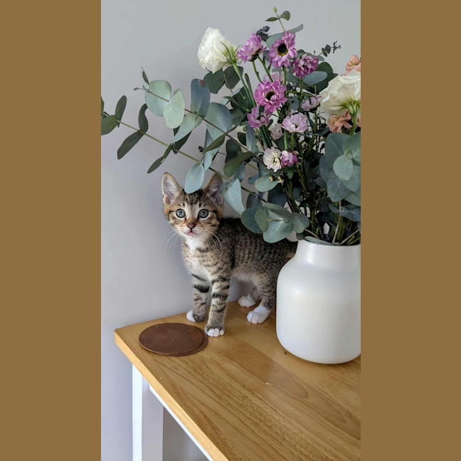 Photo of Clover & Wolfie